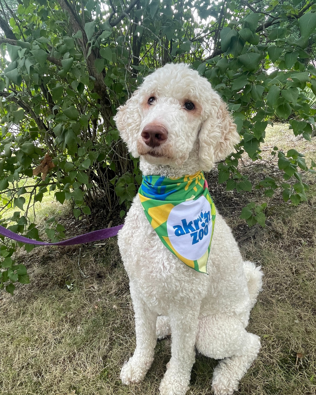 Dog with bandana