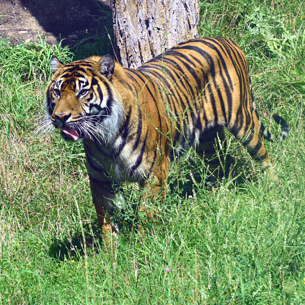 Eko the tiger licking his lips