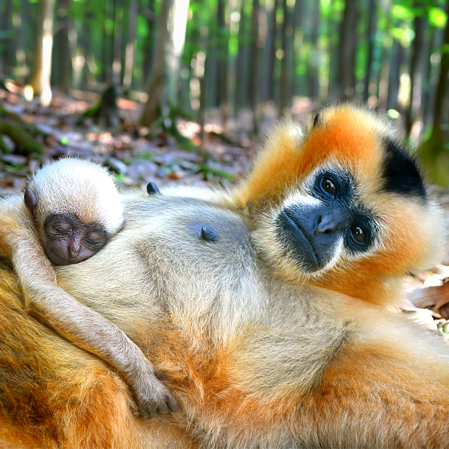 White-cheeked gibbon mom and baby