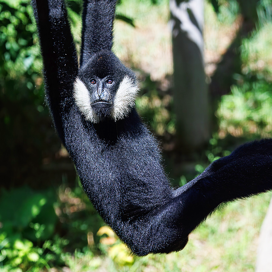 White-cheeked gibbon