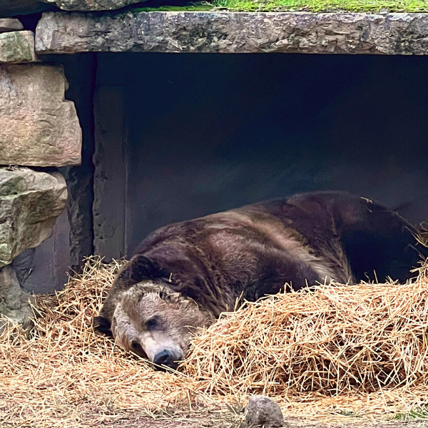 Jackson the grizzly bear napping on straw