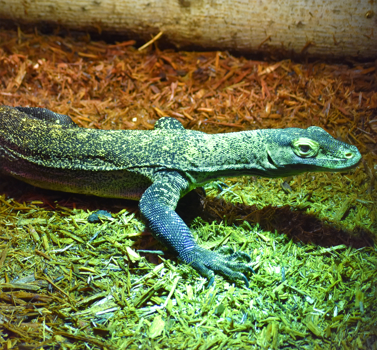 Komodo dragon, Jasper
