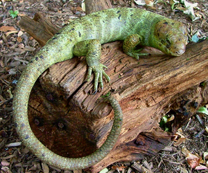 Louis the skink on a log