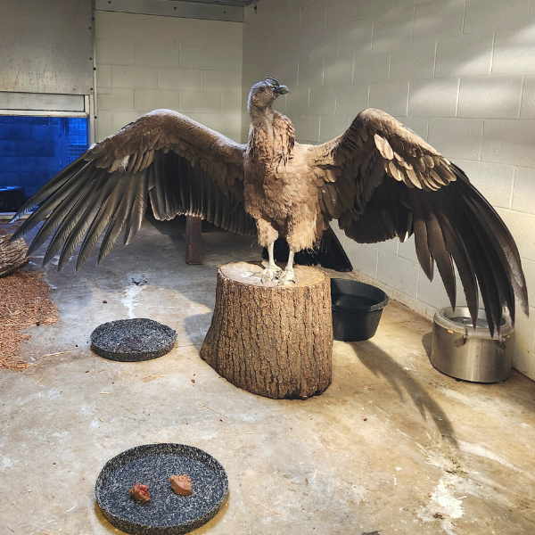 Luca, the Andean condor, spreading his wings