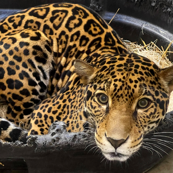 Milan the jaguar laying in a straw bed