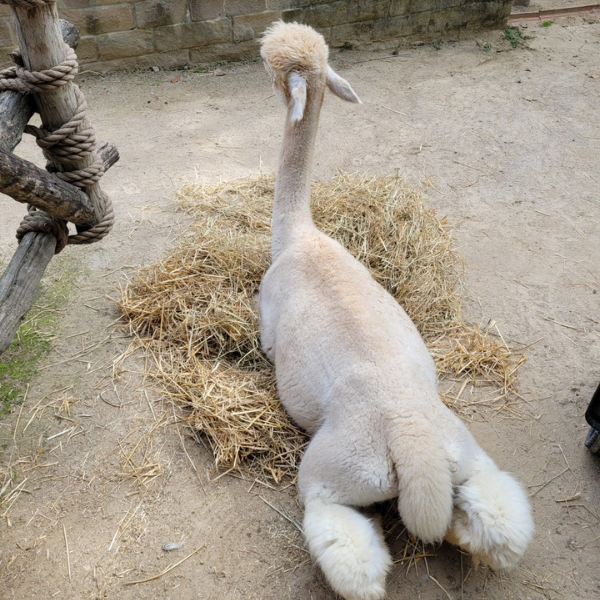 Noel laying in straw bed