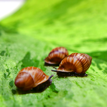 Partula snails
