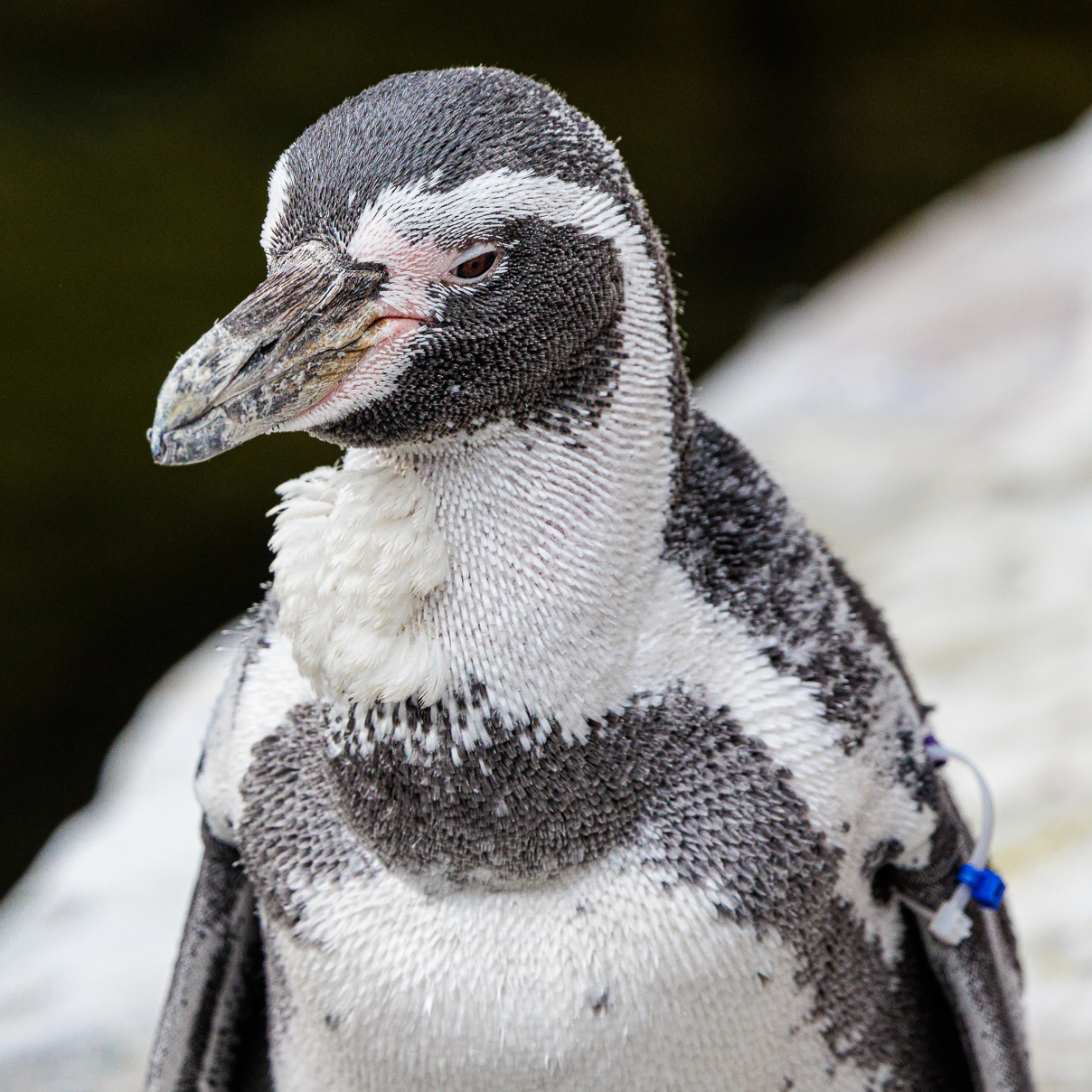 A Humboldt penguin