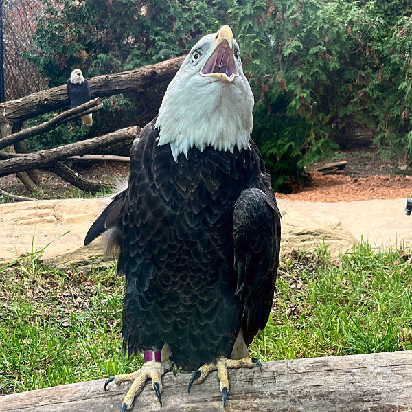 Petry the eagle singing