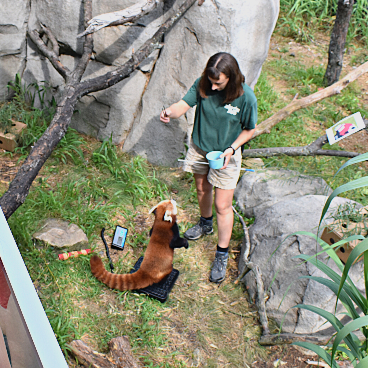 Keeper Lisa doing scale training with red panda