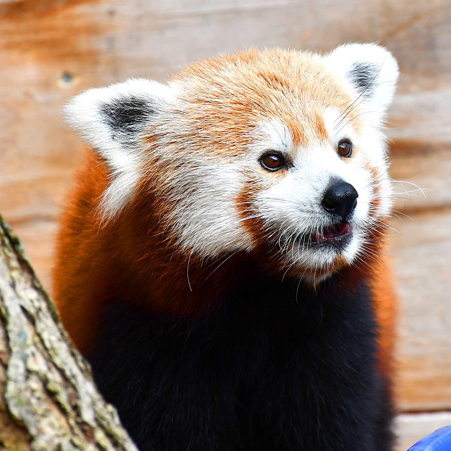 Red panda