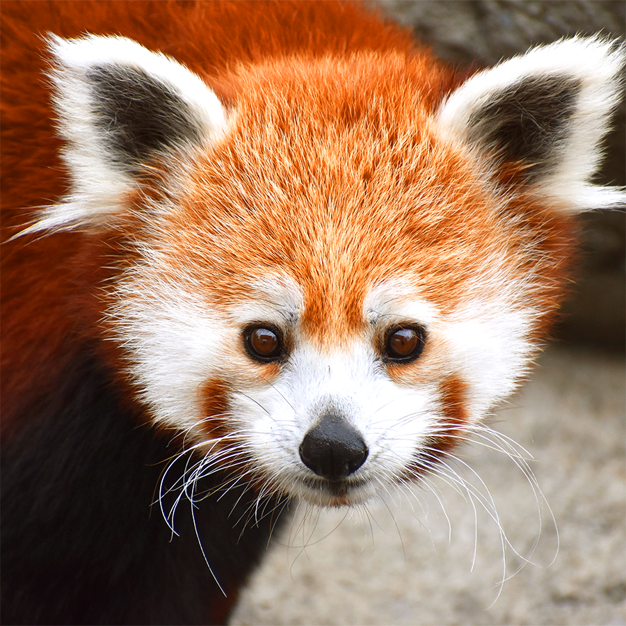Red panda