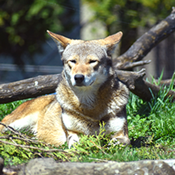 Red wolf