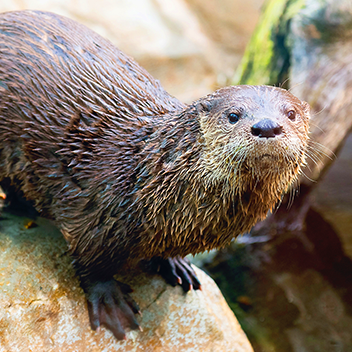 North American river otter
