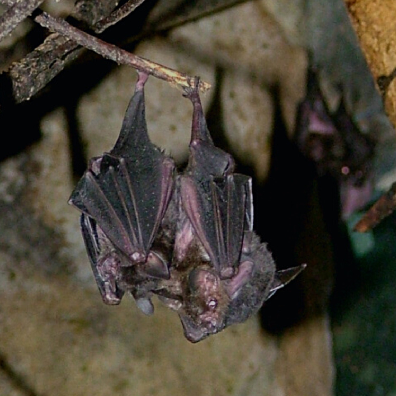Seba's short-tailed bats hanging