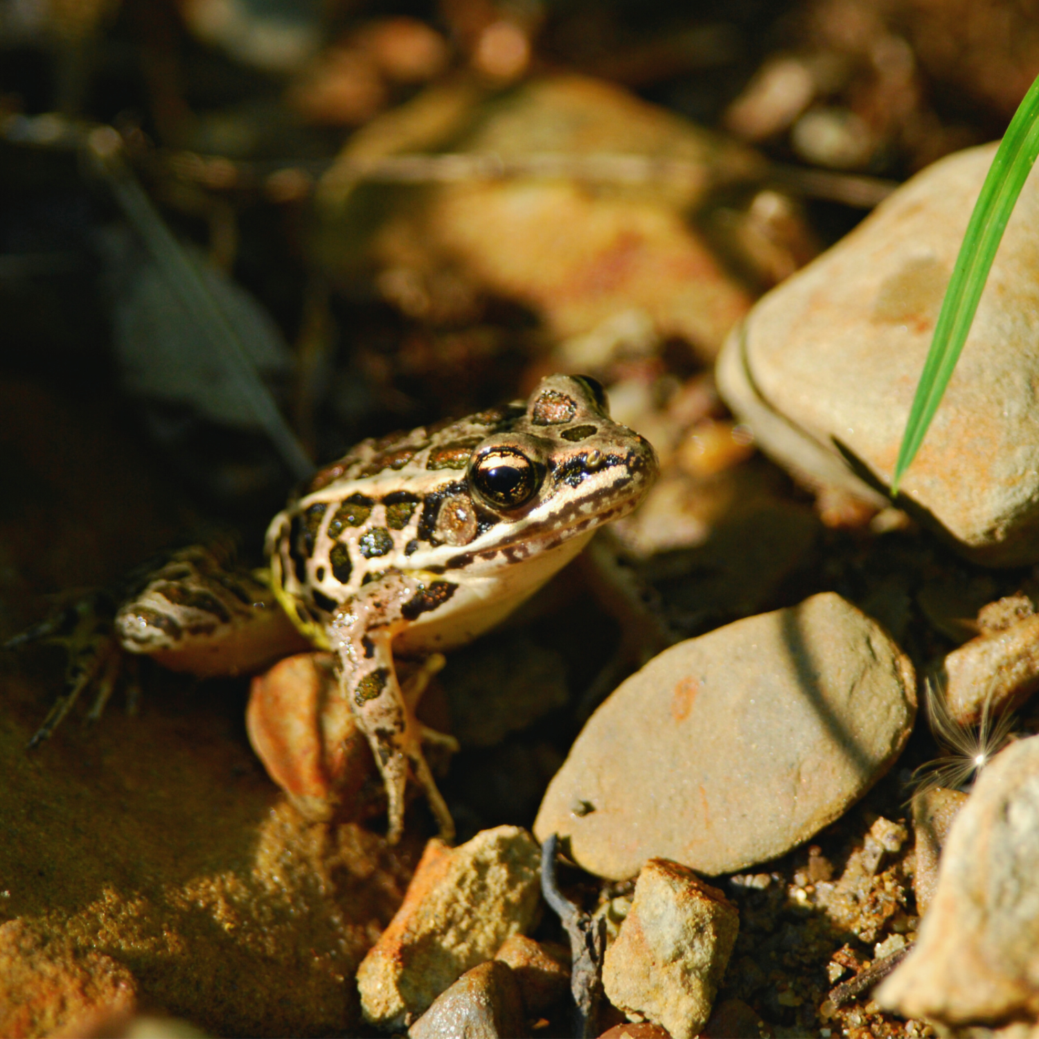 Frog sitting in rocky area