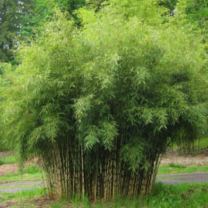 Bamboo