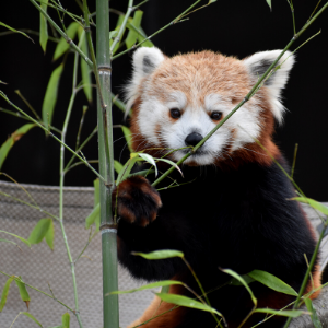 Red Panda