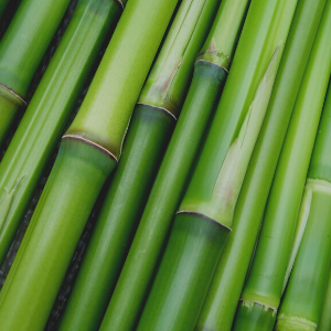 Bamboo