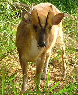 barking deer