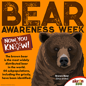 bear week