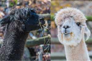 alpacas