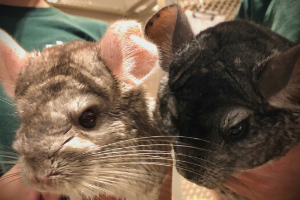 chinchillas