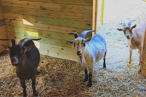 horned goats