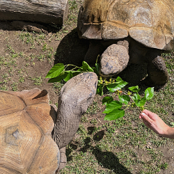 Galapagos tortoises, Boxie and Pagos