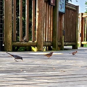 birds on deck