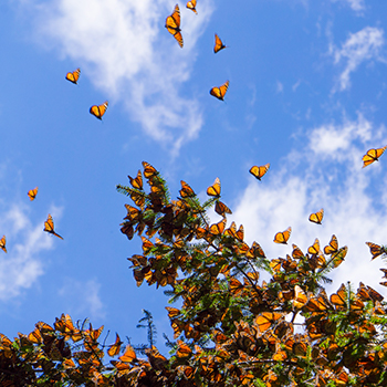 Monarchs