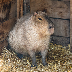 capybara