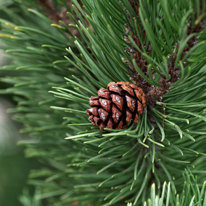 pinecone