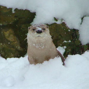 North American River Otter