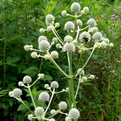 eryngium rattlesnake