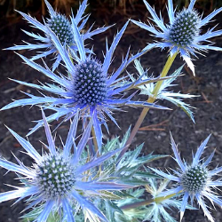 eryngium seaholly