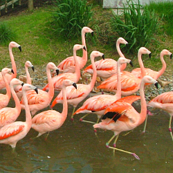 flamingo flock