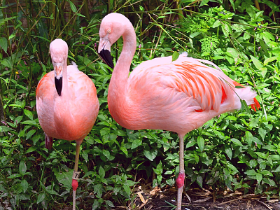 https://www.akronzoo.org/sites/default/files/inline-images/flamingo_title.png