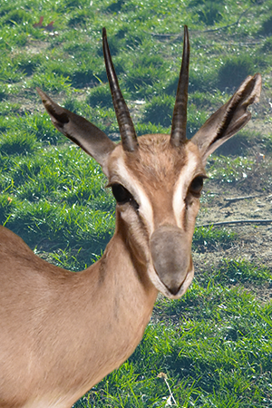 Speke’s Gazelle