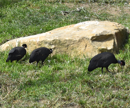 Guineafowl