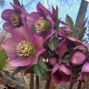 hellebore flowers