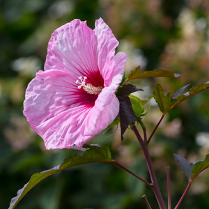 hibiscus bloom