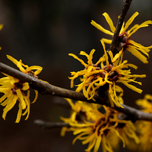 honeybees witchhazel