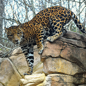 Jaguar