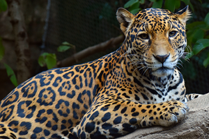 Jaguar  Akron Zoo