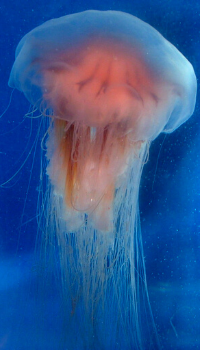 jellyfish lion
