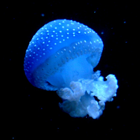 jellyfish moon