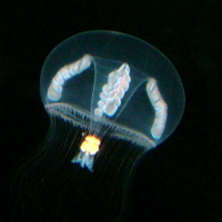 jellyfish umbrella