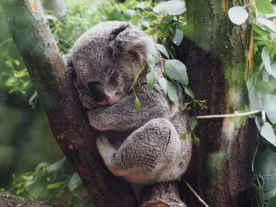 Koala