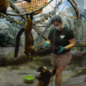 lemur snack time